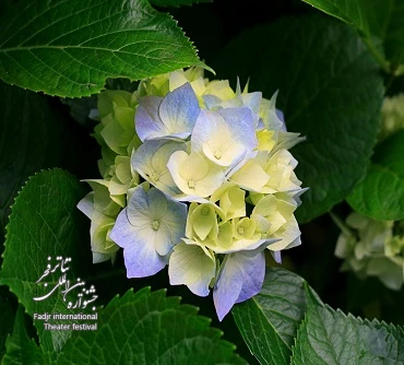 Hydrangeas